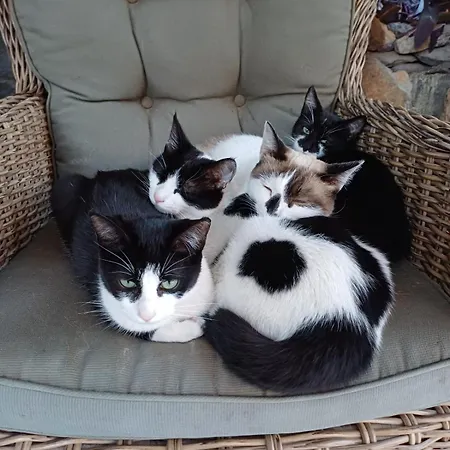 Gaestehaus Casa Roca