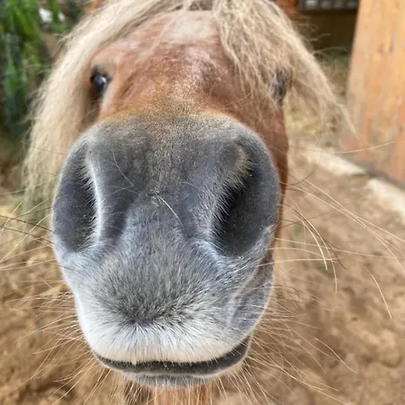 Appartement Gaestehaus Casa Roca